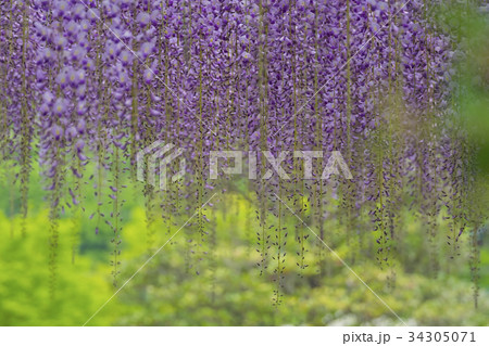 Wisteria 34305071