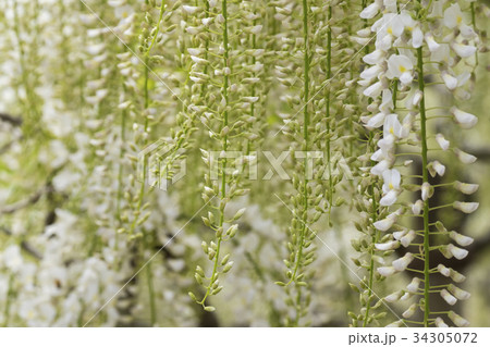 Wisteria 34305072