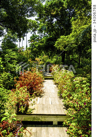 Plank road in the beautiful garden Plank road in the beautiful garden 34306768