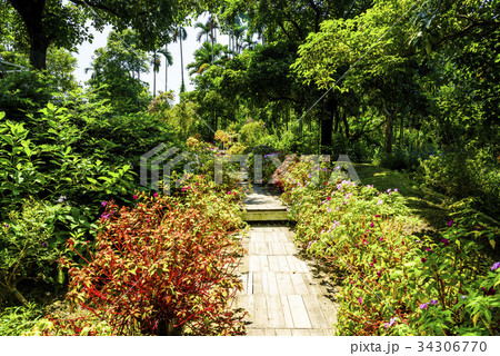 Plank road in the beautiful garden Plank road in the beautiful garden 34306770