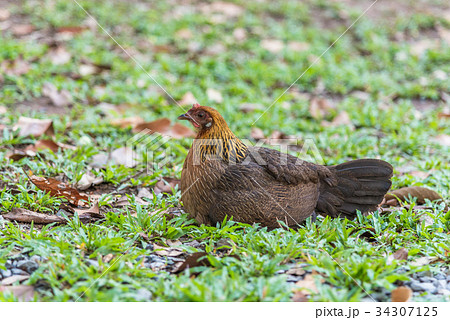 Brown hen  on the grass. 34307125
