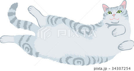 アメリカンショートヘア 34307254