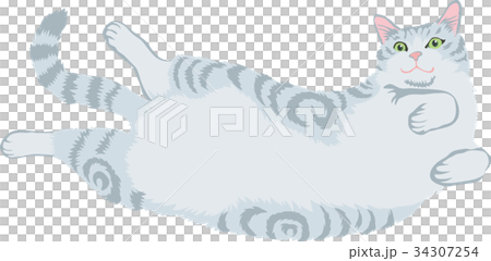 アメリカンショートヘア 34307254