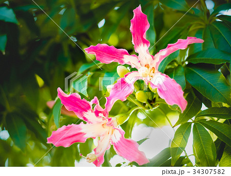 沖縄に咲くピンクのトックリキワタの花の写真素材
