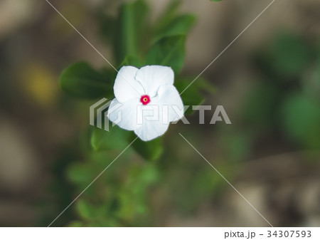 沖縄に咲く白い可憐なニチニチソウの花の写真素材