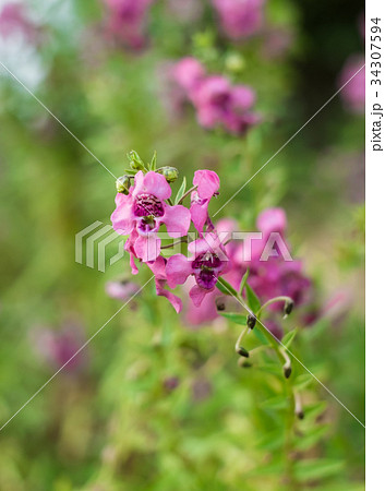 沖縄に咲く赤紫の小さな花の写真素材