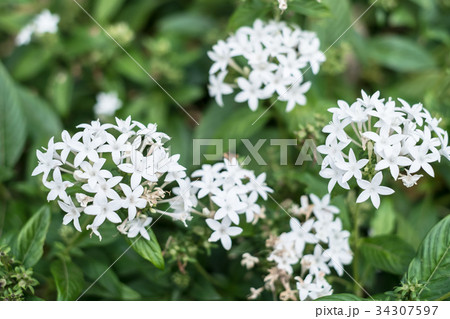 沖縄に咲く白いペンタスの花の写真素材