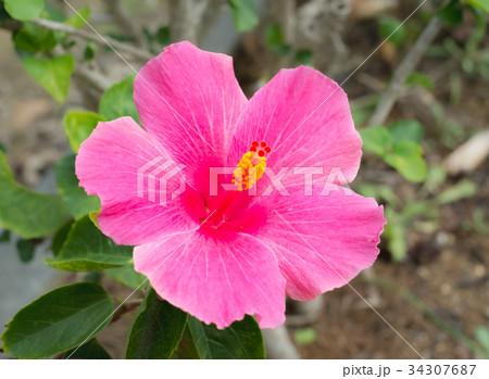 沖縄に咲く赤いのハイビスカスの花の写真素材