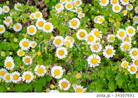 沖縄に咲くデイジーの爽やかな黄色と白の花の写真素材