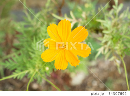 沖縄に咲く黄色い可憐なコスモスの花の写真素材