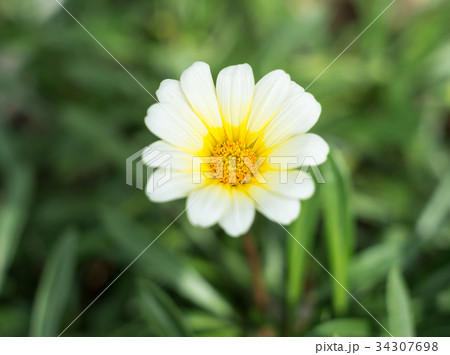 沖縄に咲くガザニアの可憐な白い花の写真素材