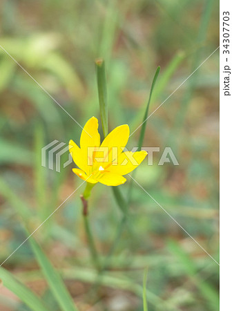 沖縄に咲くコサフランモドキの輝く黄色の花の写真素材