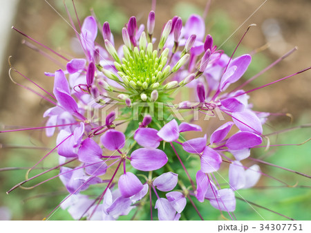 沖縄に咲くクレオメの鮮やかなピンクの花の写真素材