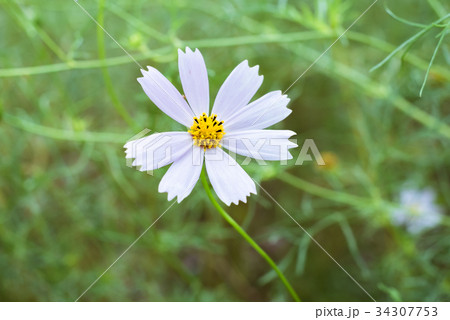 沖縄に咲くコスモスの可憐な白い花の写真素材
