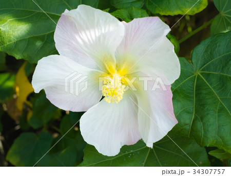 沖縄に咲く芙蓉の白い大きな花の写真素材