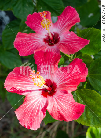 沖縄に咲くハイビスカスの赤い花の写真素材