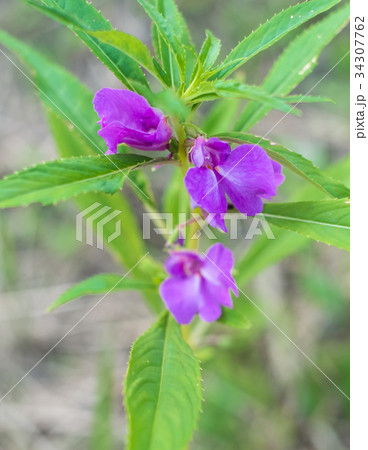 沖縄に咲く紫色の花の写真素材