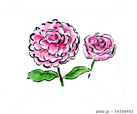 シャクヤクのイラスト素材