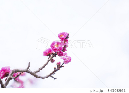 梅の花　紅梅　イメージ素材　早春の花 34308961