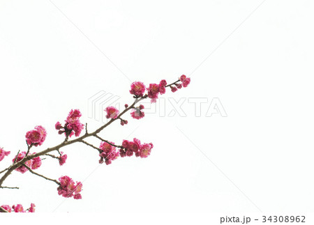梅の花　紅梅　イメージ素材 34308962