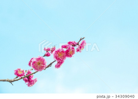 梅の花 紅梅 イメージ素材 梅の花 紅梅 イメージ素材 34309040