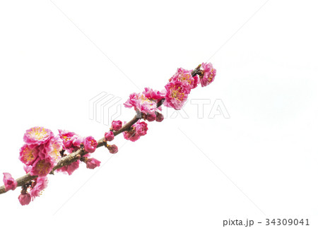 梅の花 紅梅 イメージ素材 梅の花 紅梅 イメージ素材 34309041