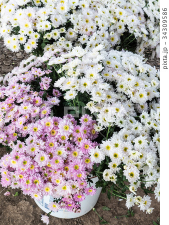 White and pink chrysanthemum bouquet. White and pink chrysanthemum bouquet. 34309586