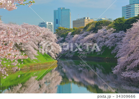 晴れた日の千鳥ヶ淵桜 晴れた日の千鳥ヶ淵桜 34309666