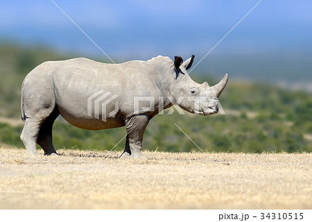 White rhinoceros in the nature habitat, Kenya White rhinoceros in the nature habitat, Kenya 34310515