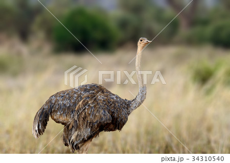 African ostrich, Masai Mara National Park, Kenya 34310540
