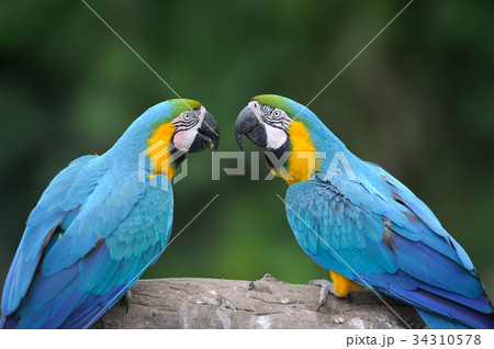 Wild parrot bird, blue parrot Great-Green Macaw Wild parrot bird, blue parrot Great-Green Macaw 34310578