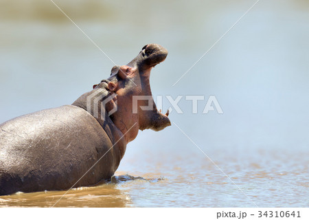 African Hippopotamus 34310641