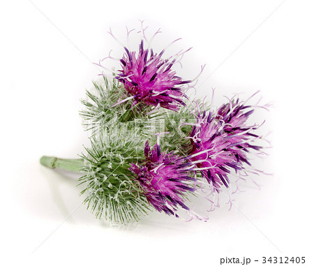 Burdock flower isolated on white background 34312405