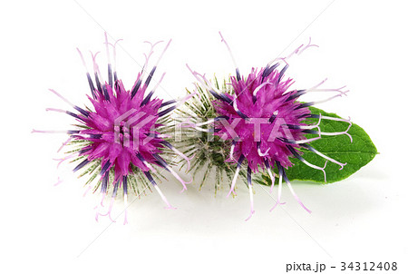 Burdock flower isolated on white background Burdock flower isolated on white background 34312408