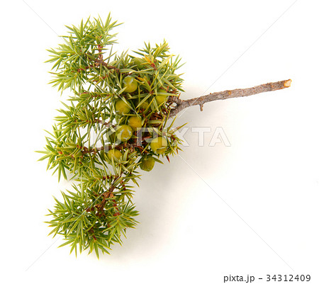 Green juniper branch with berries isolated on 34312409