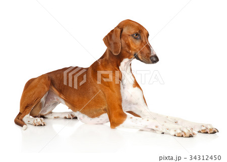 Azawakh on white background Azawakh on white background 34312450