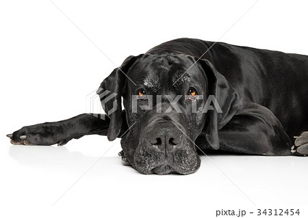 Great Dane lying down Great Dane lying down 34312454