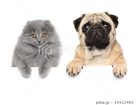 Cat and dog above banner Cat and dog above banner 34312464