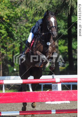 馬術大会 34313479