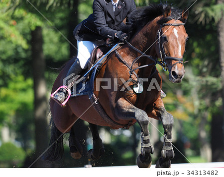 馬術大会 34313482