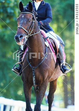 馬術大会 34313503