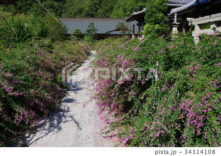 古刹の萩 34314108