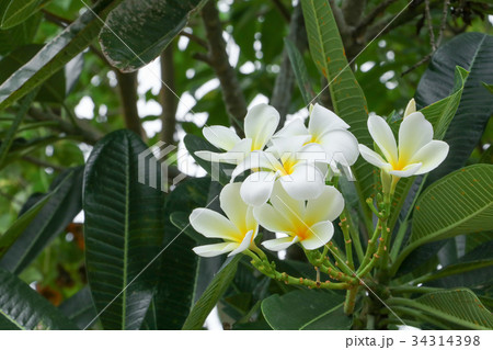 plumeria flower desert rose white  on the tree  34314398