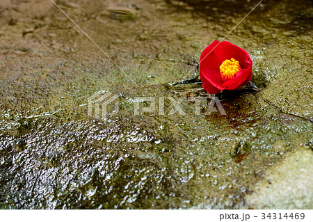 庭石の上の椿 庭石の上の椿 34314469