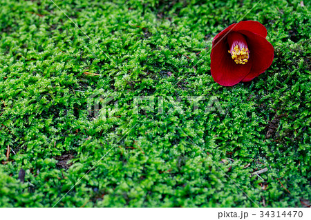 苔の上の椿～紺侘助 34314470