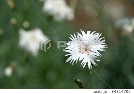 植物:タツタナデシコ ナデシコ科 植物:タツタナデシコ ナデシコ科 34314700
