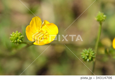 植物：セイヨウキンポウゲ　キンポウゲ科 34314706