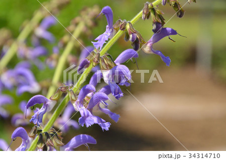 植物：タンジン　シソ科 34314710