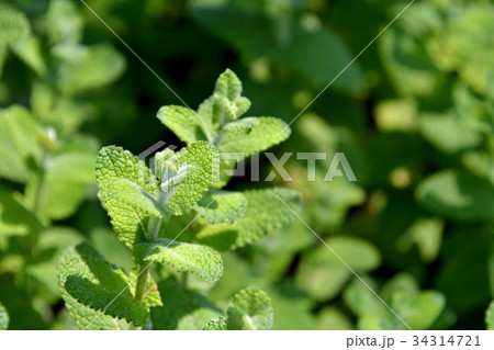 植物:アップルミント シソ科 植物:アップルミント シソ科 34314721