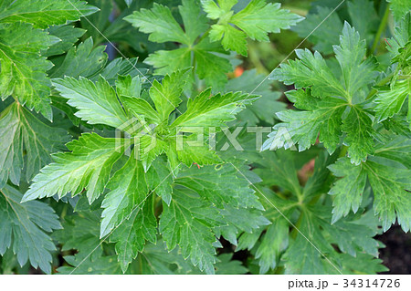 植物:ハナトリカブト キンポウゲ科 植物:ハナトリカブト キンポウゲ科 34314726